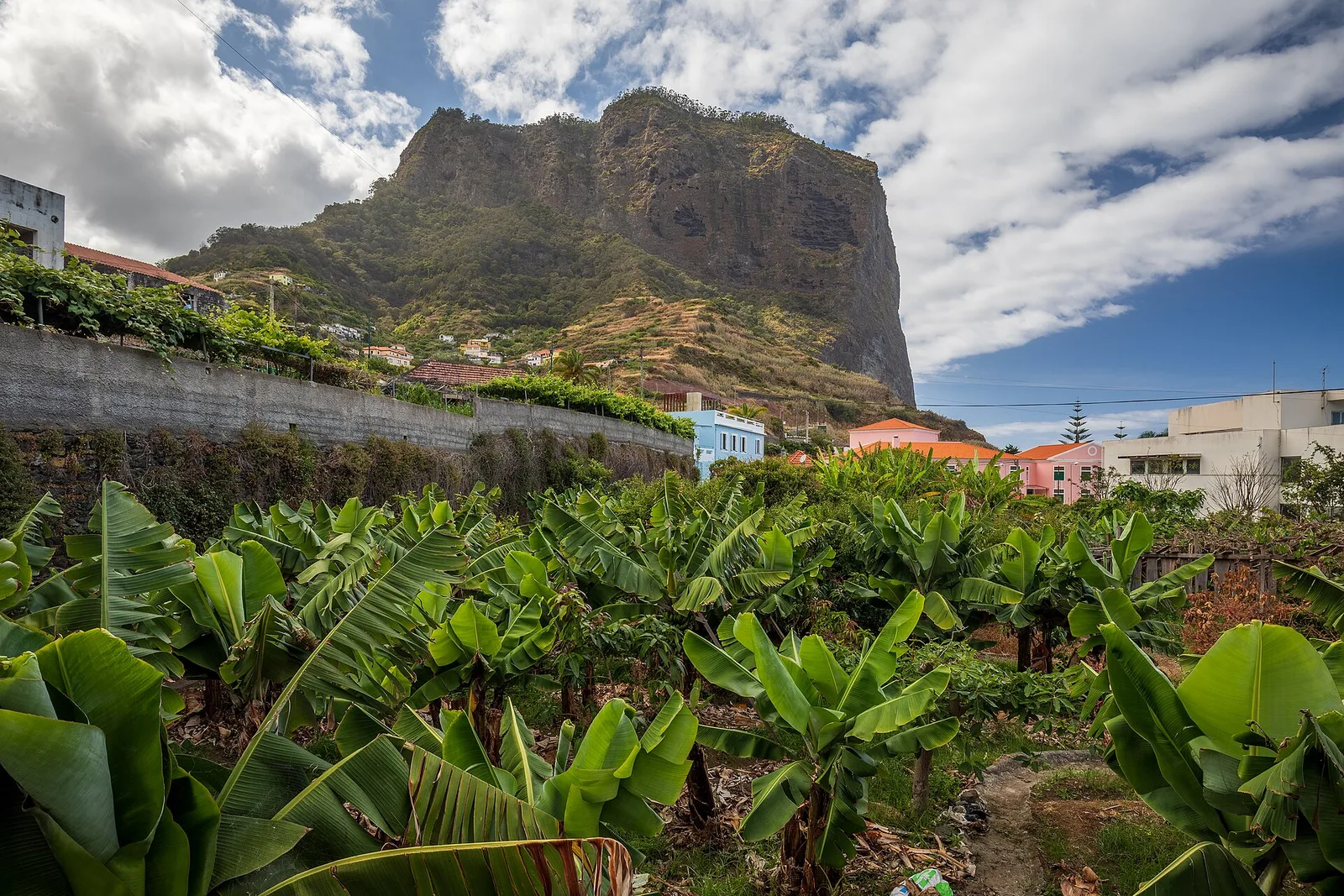Banana terraces on a Madeiran hillside of the kind that surround Estreito da Calheta