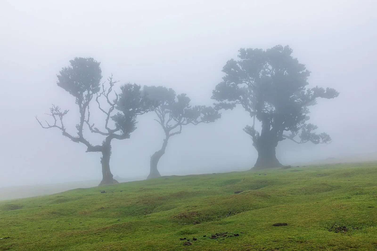 Ancient laurel trees standing in mist in the Fanal forest on Madeira