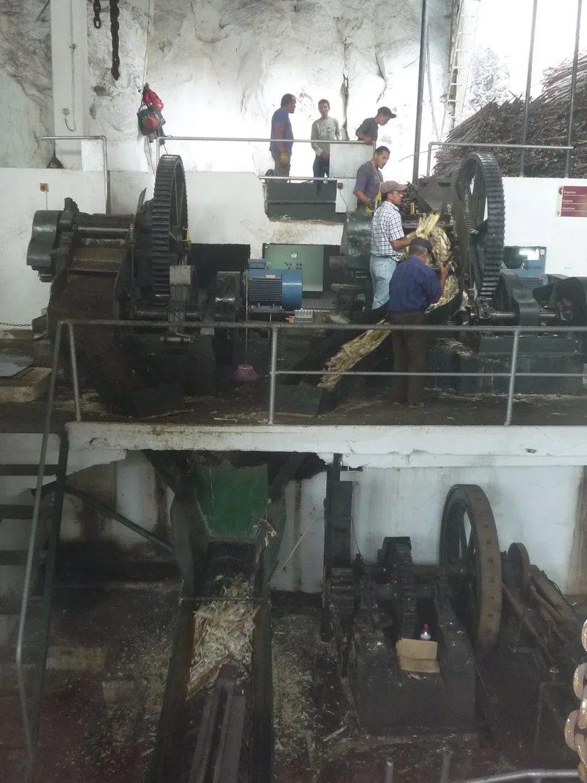 Workers feeding cut cane into the crushing machinery at the Calheta sugar mill during the season