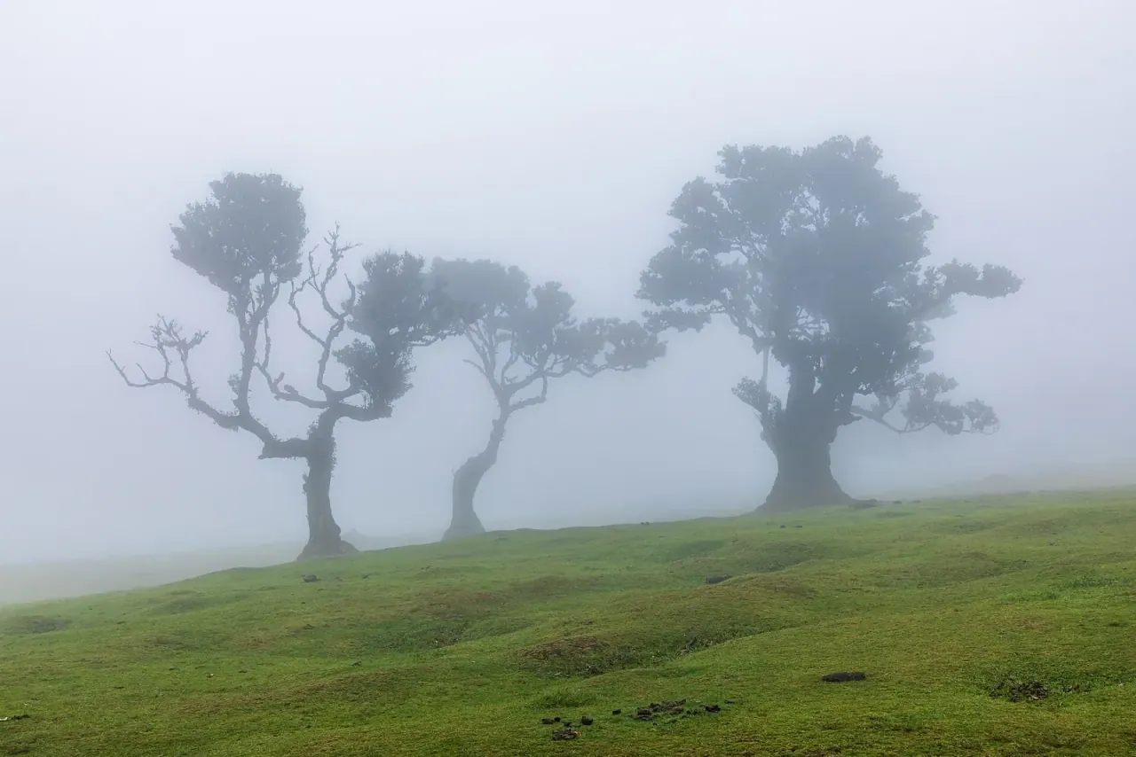 Ancient laurel trees in mist in the Fanal forest on Madeira