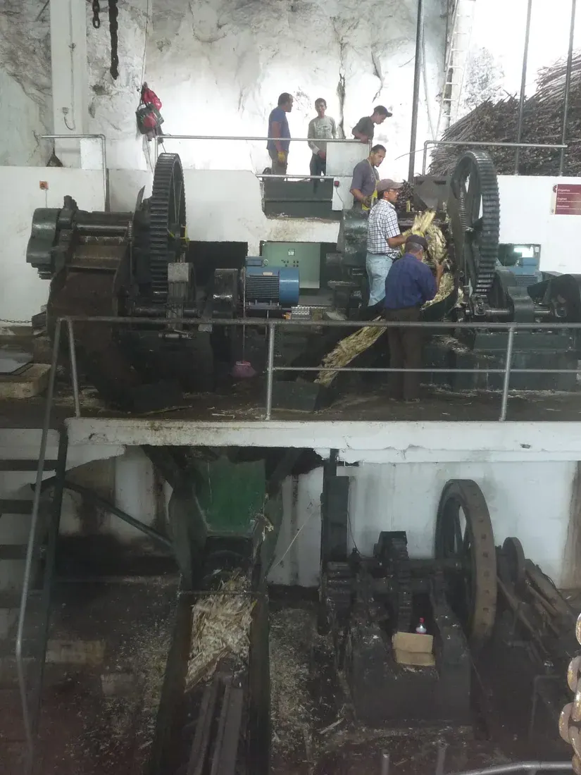 Workers feeding cut cane into the crushing machinery at the Calheta sugar mill during the season