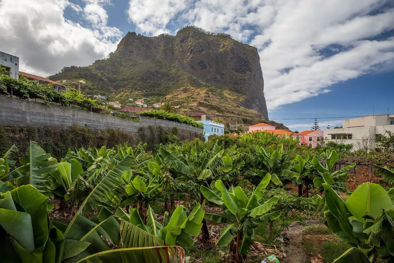 Banana terraces on a Madeiran hillside of the kind that surround Estreito da Calheta